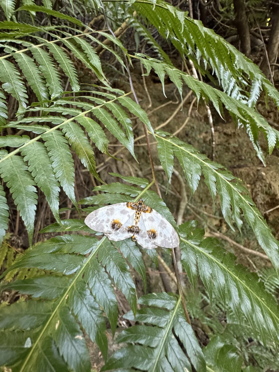 东莞大岭山森林公园｜超野朔溪路线