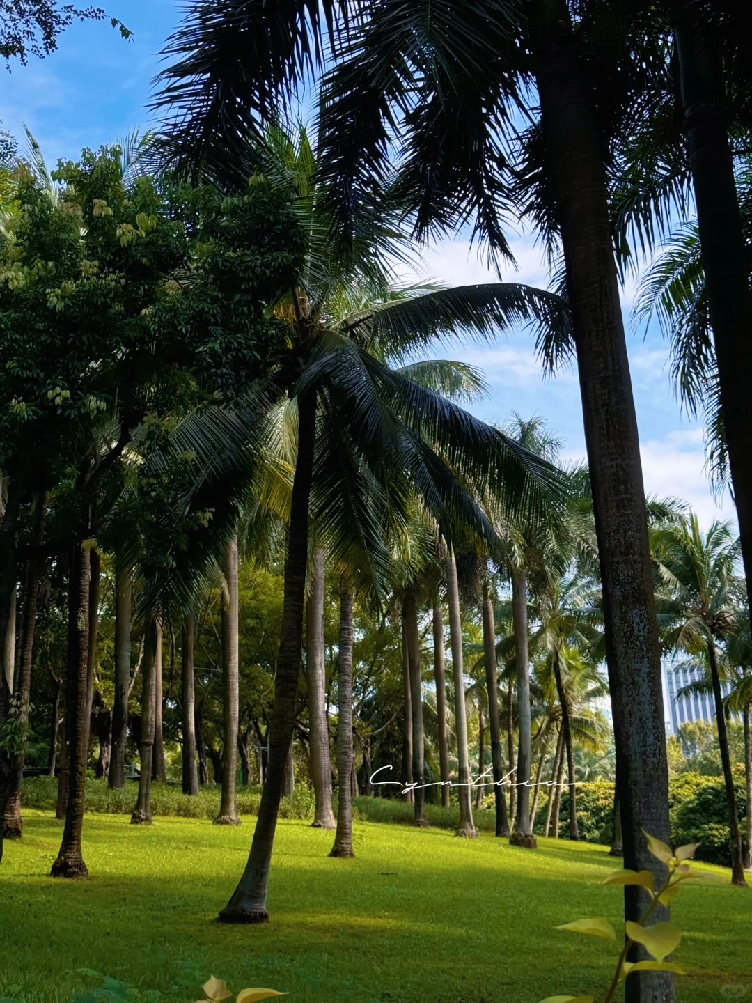 深圳很chill🌴喝咖啡逛公园