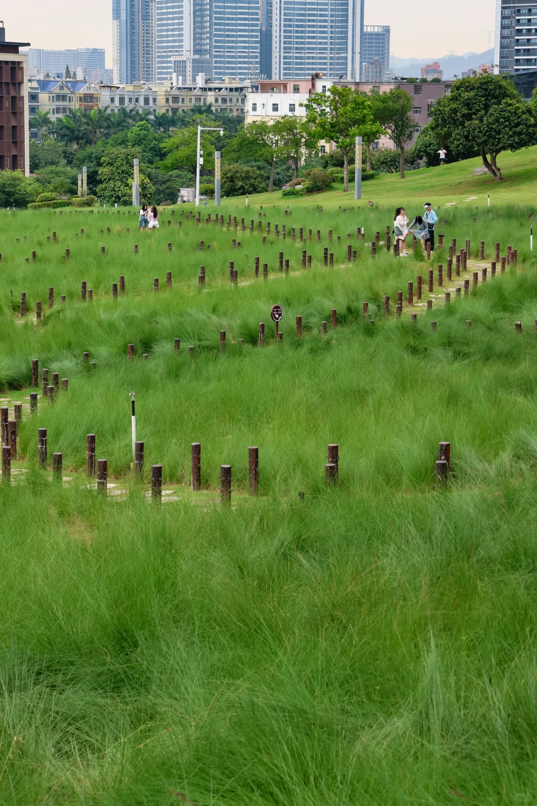 是谁允许深圳一个普通公园竟然这么美的….