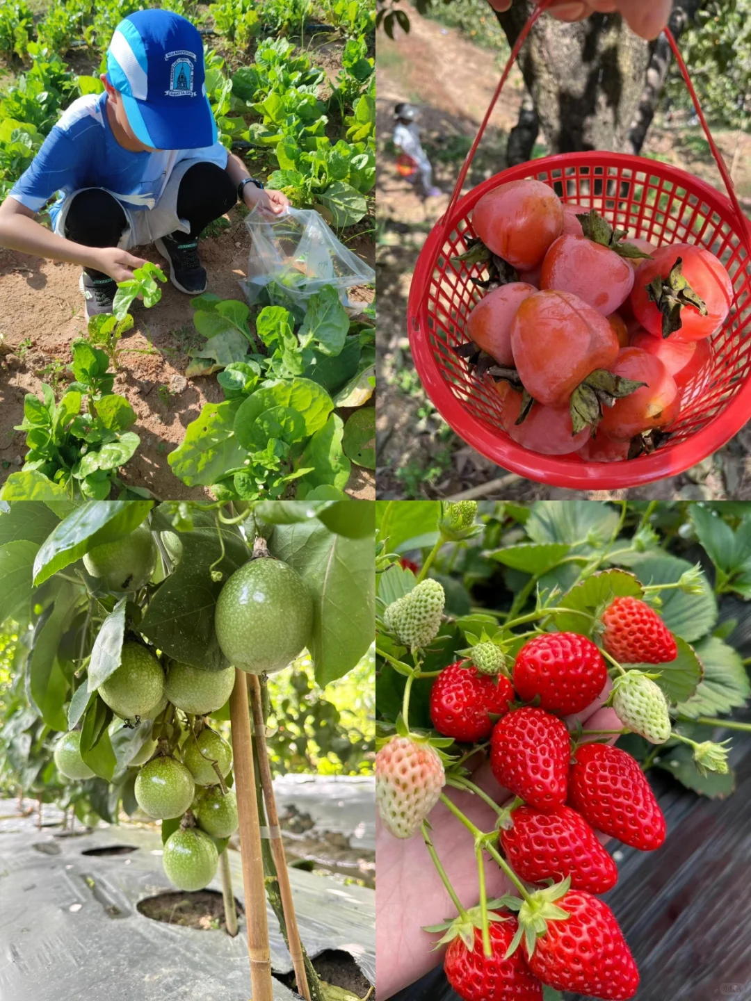 广州露营农家乐🏡150➕吃喝玩乐嗨一整天