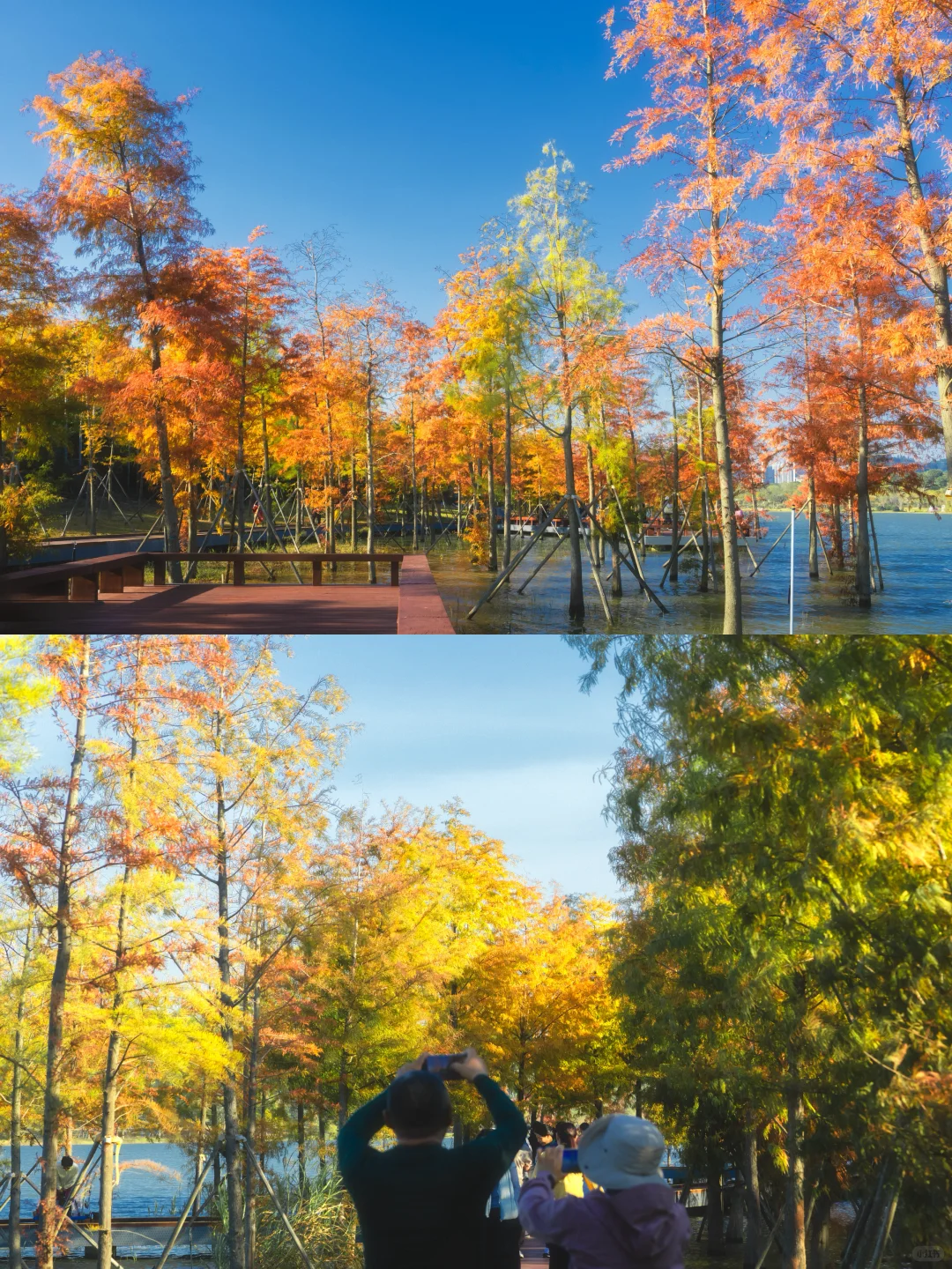 11.25拍｜深圳这周落羽杉迎来最佳观赏期