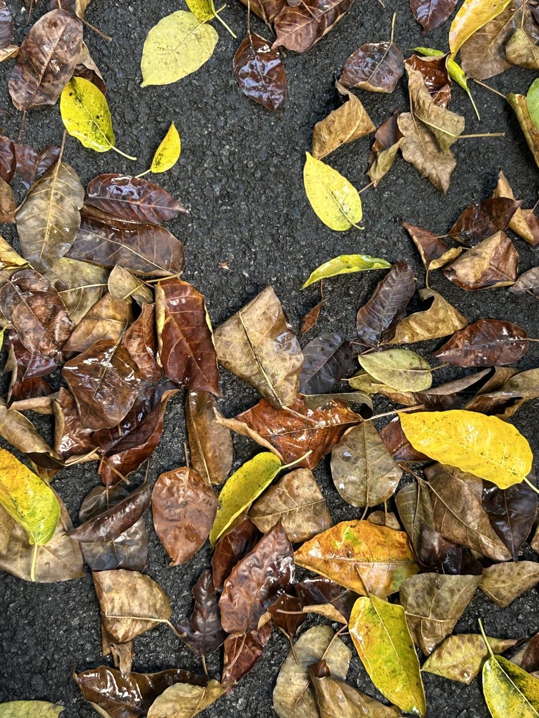 我是不会放弃在深圳寻找秋天的🍂
