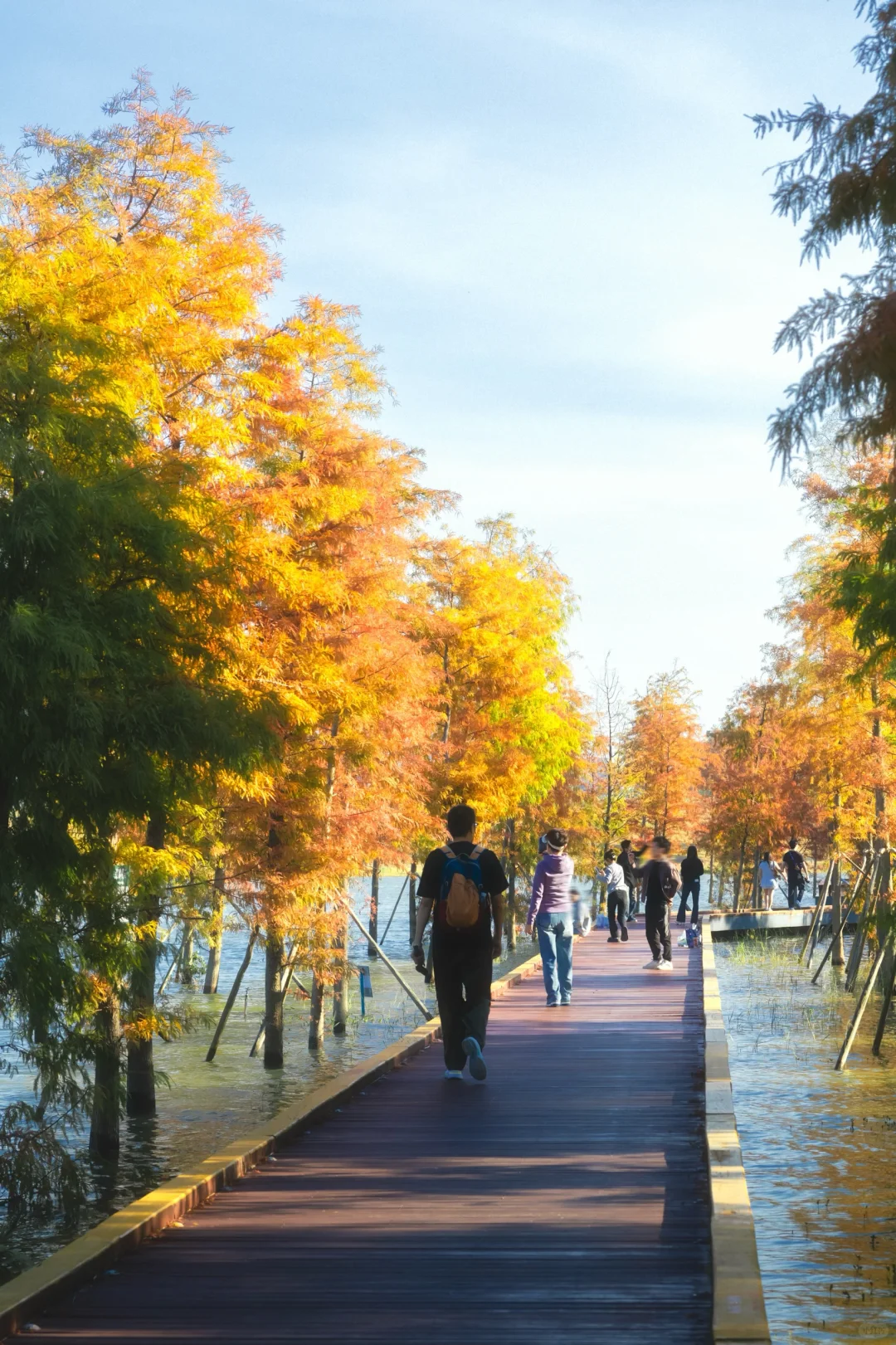 11.25拍｜深圳这周落羽杉迎来最佳观赏期