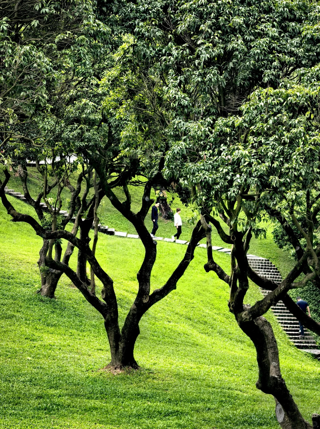 深圳历史最悠久的公园-中山公园