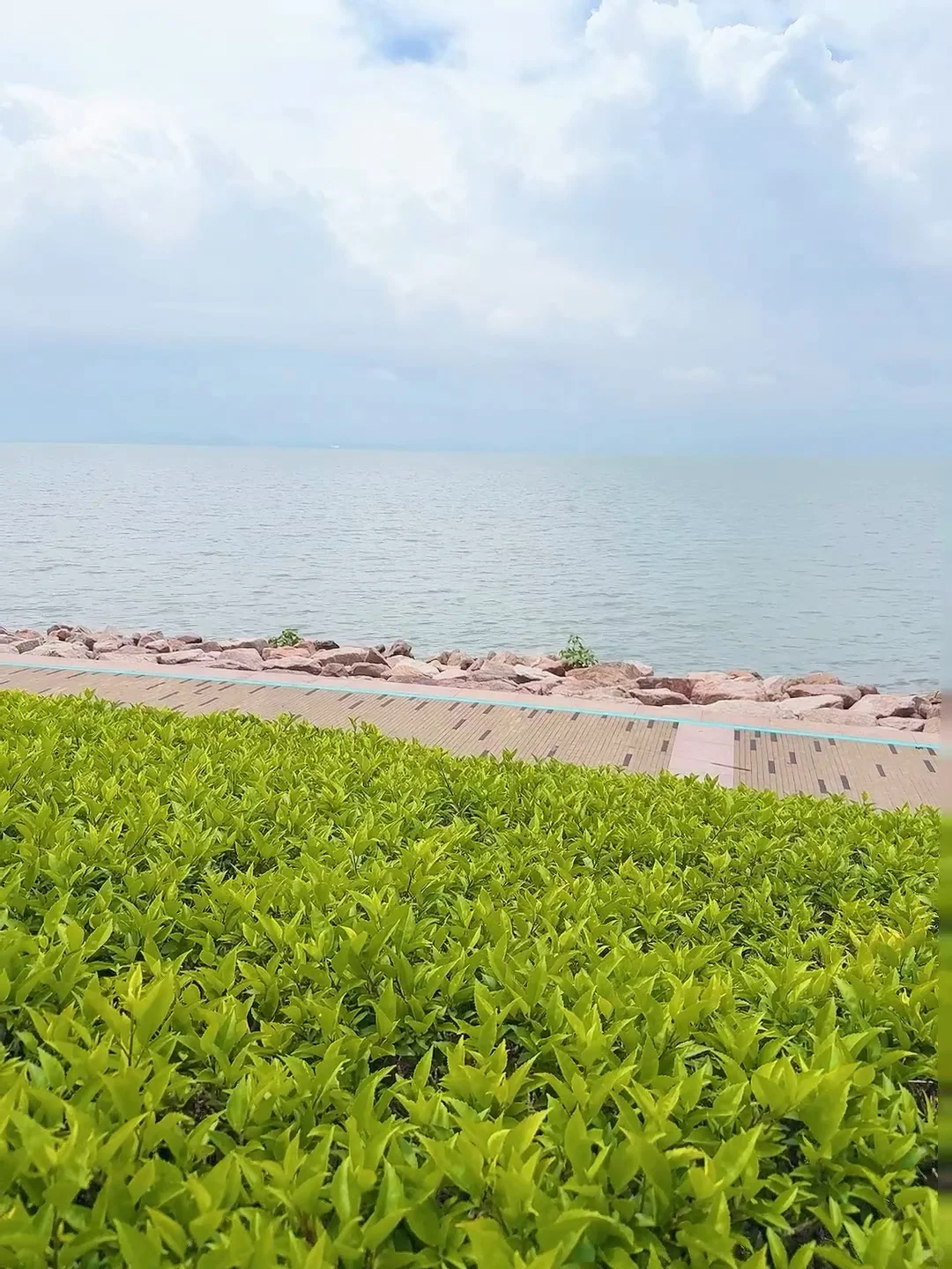 强烈推荐你去深圳湾公园沿海骑行‼️