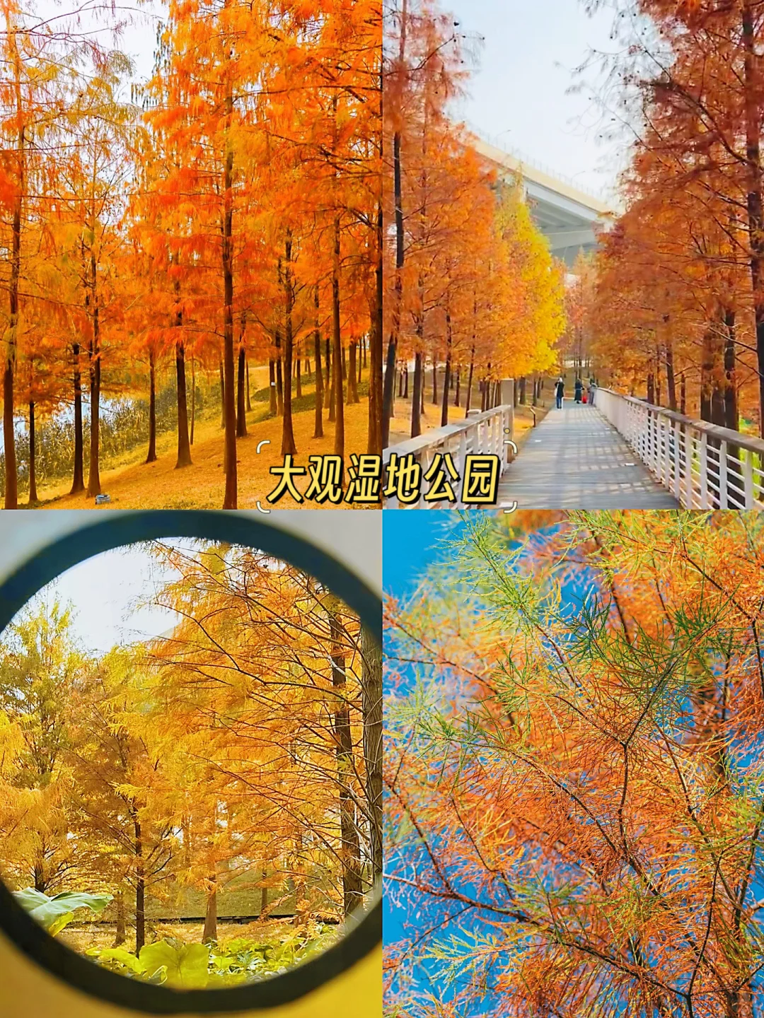 🍁广州秋日限定 | 四大赏秋地攻略