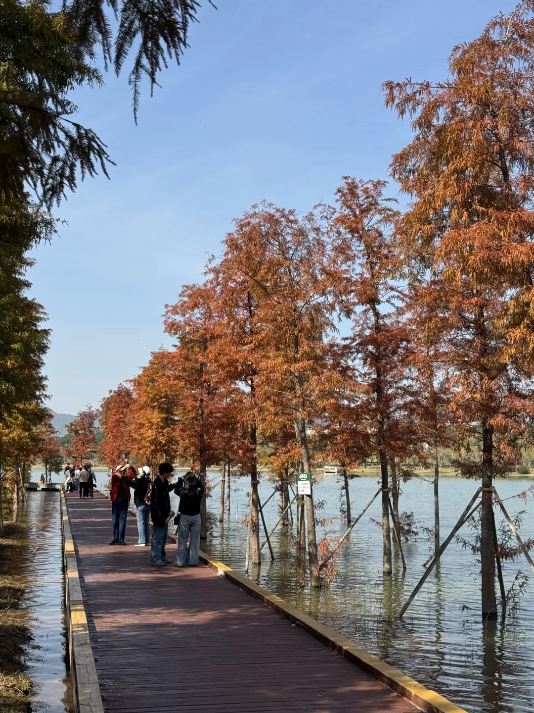 深圳实况｜新的湿地公园落羽杉已红🍁附机位