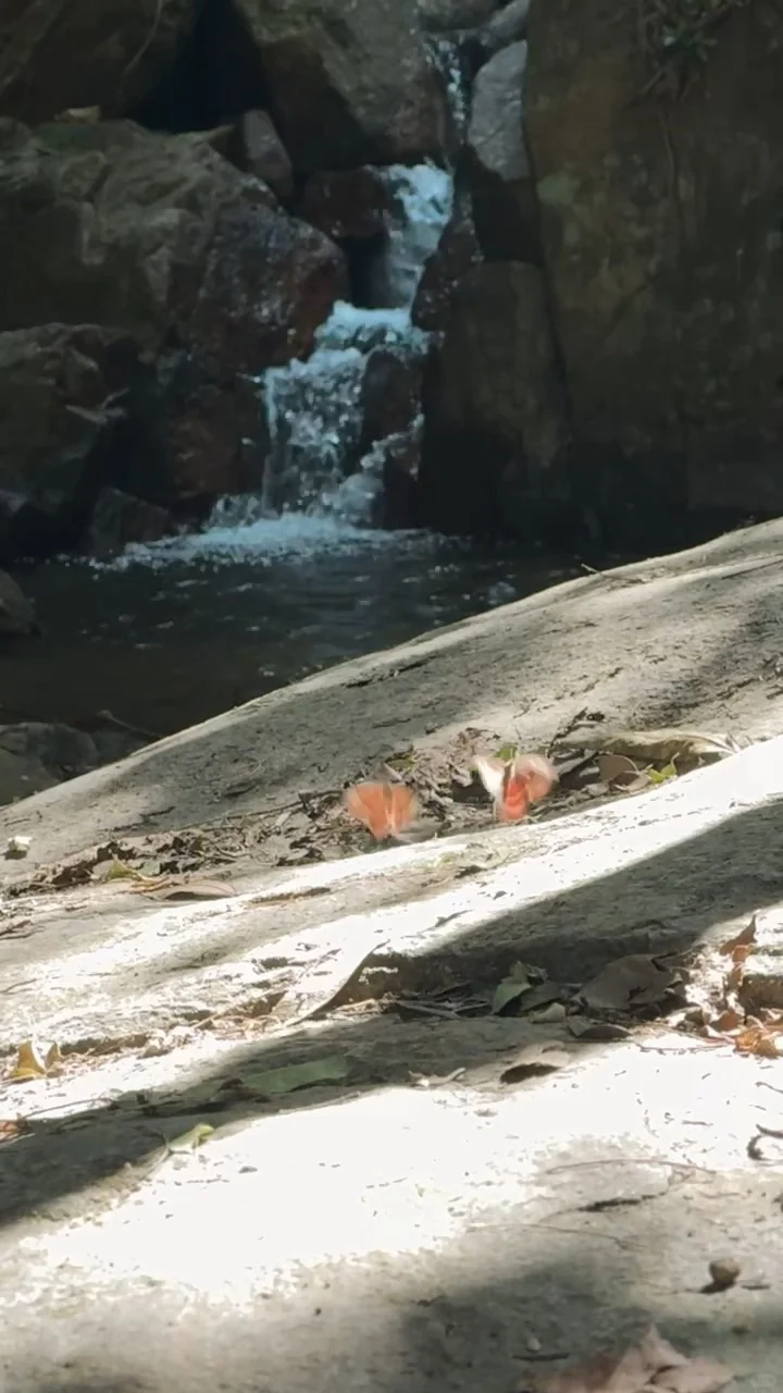 东莞大岭山森林公园｜超野朔溪路线