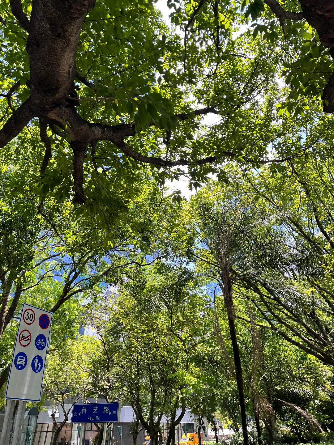 深圳真的舍不得离开