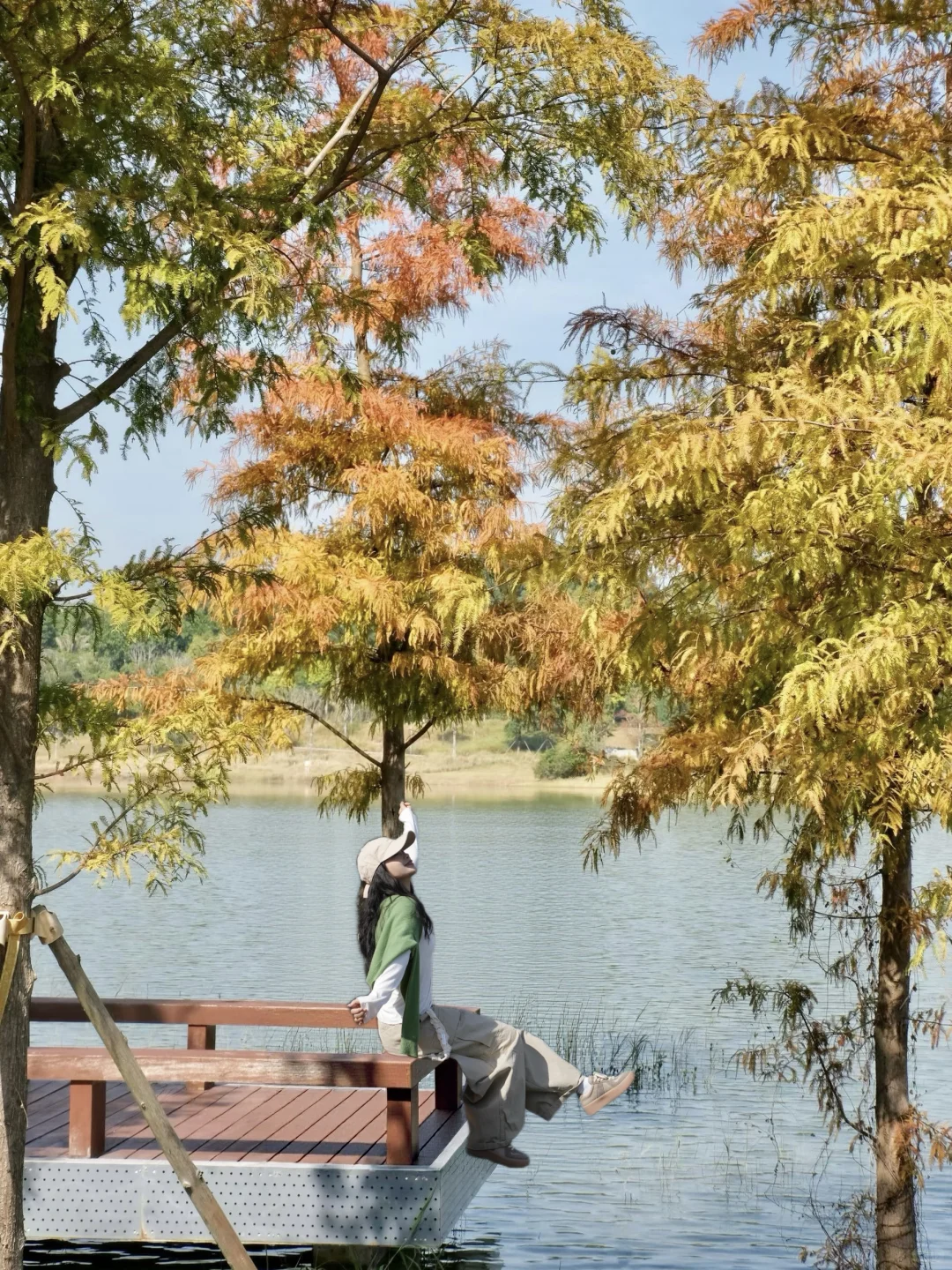 深圳实况｜新的湿地公园落羽杉已红🍁附机位