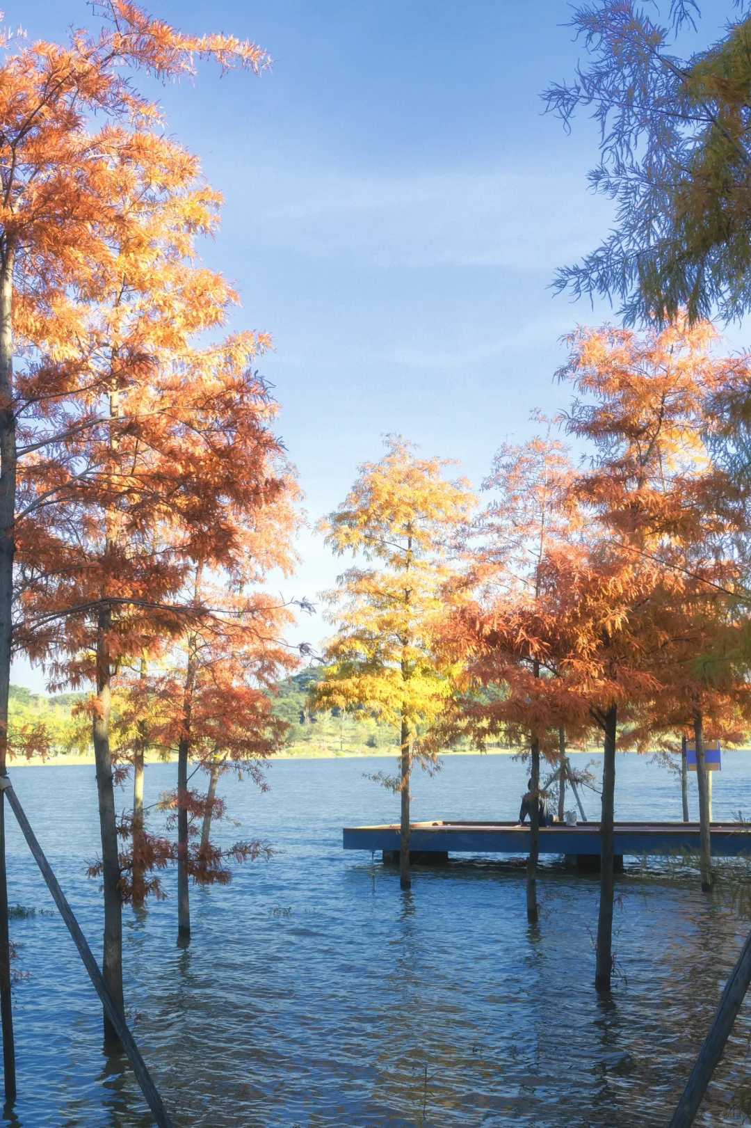 11.25拍｜深圳这周落羽杉迎来最佳观赏期