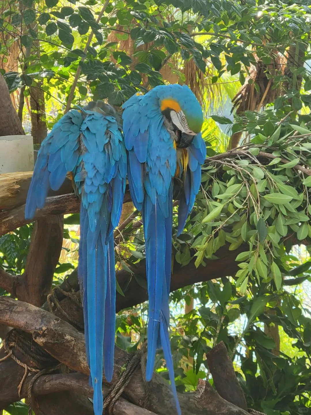 广州长隆！真的是国内动物园的天花板！