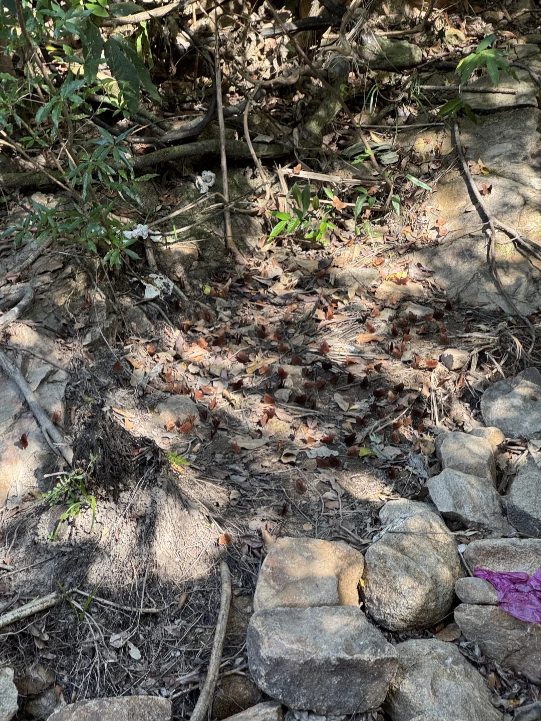 东莞大岭山森林公园｜超野朔溪路线