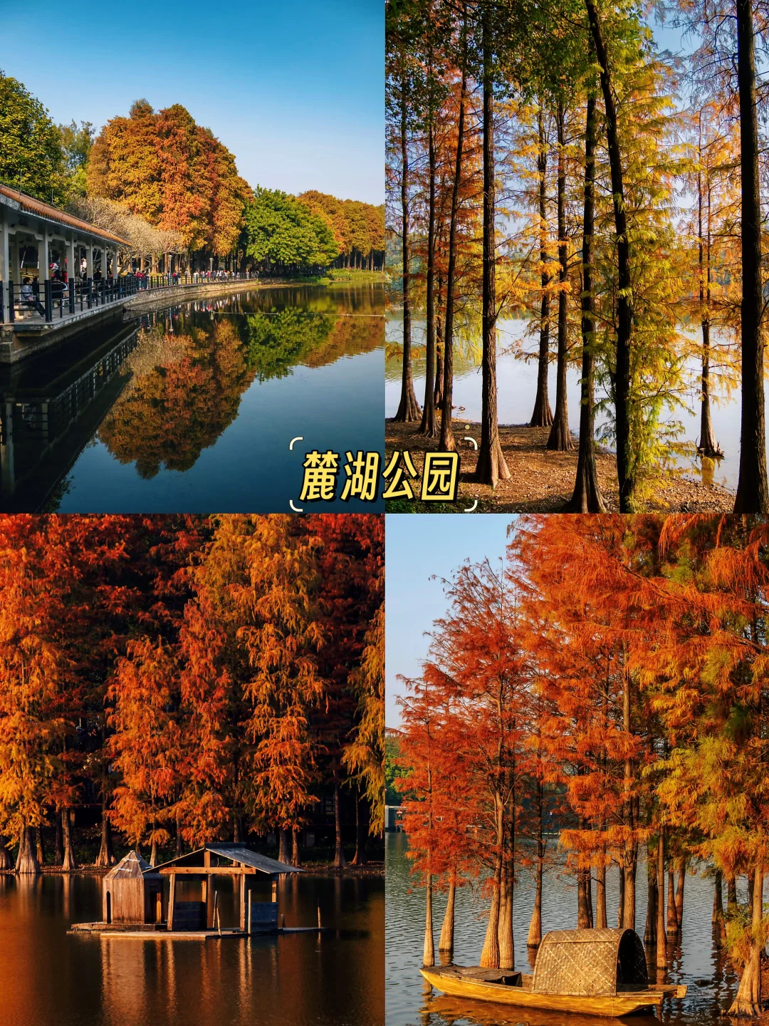 🍁广州秋日限定 | 四大赏秋地攻略