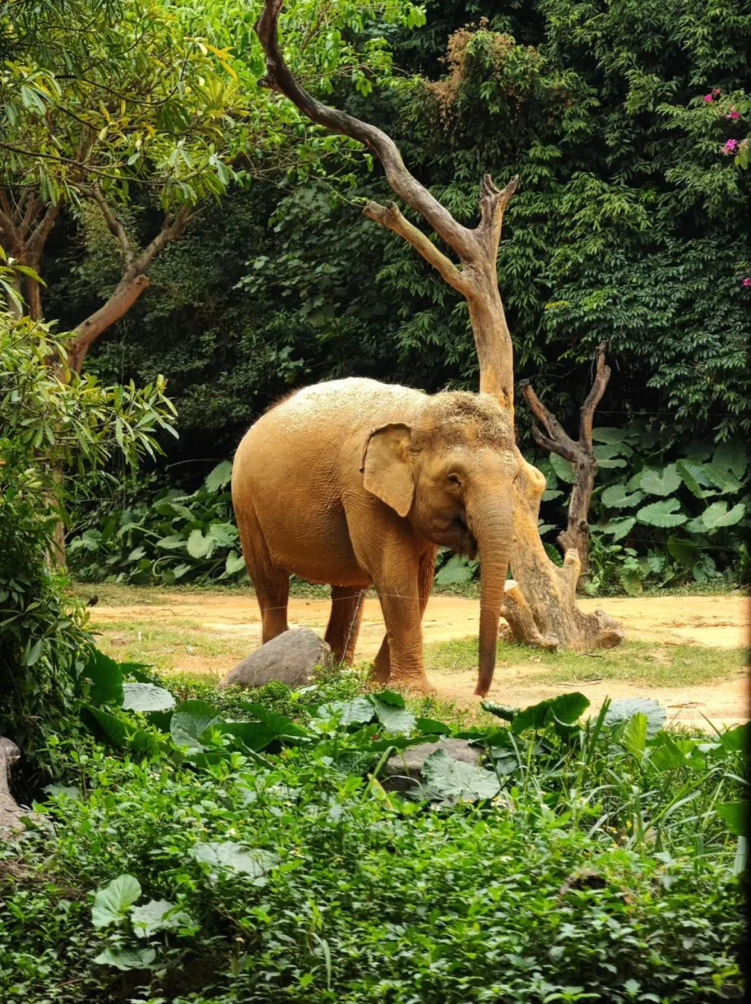 广州长隆！真的是国内动物园的天花板！