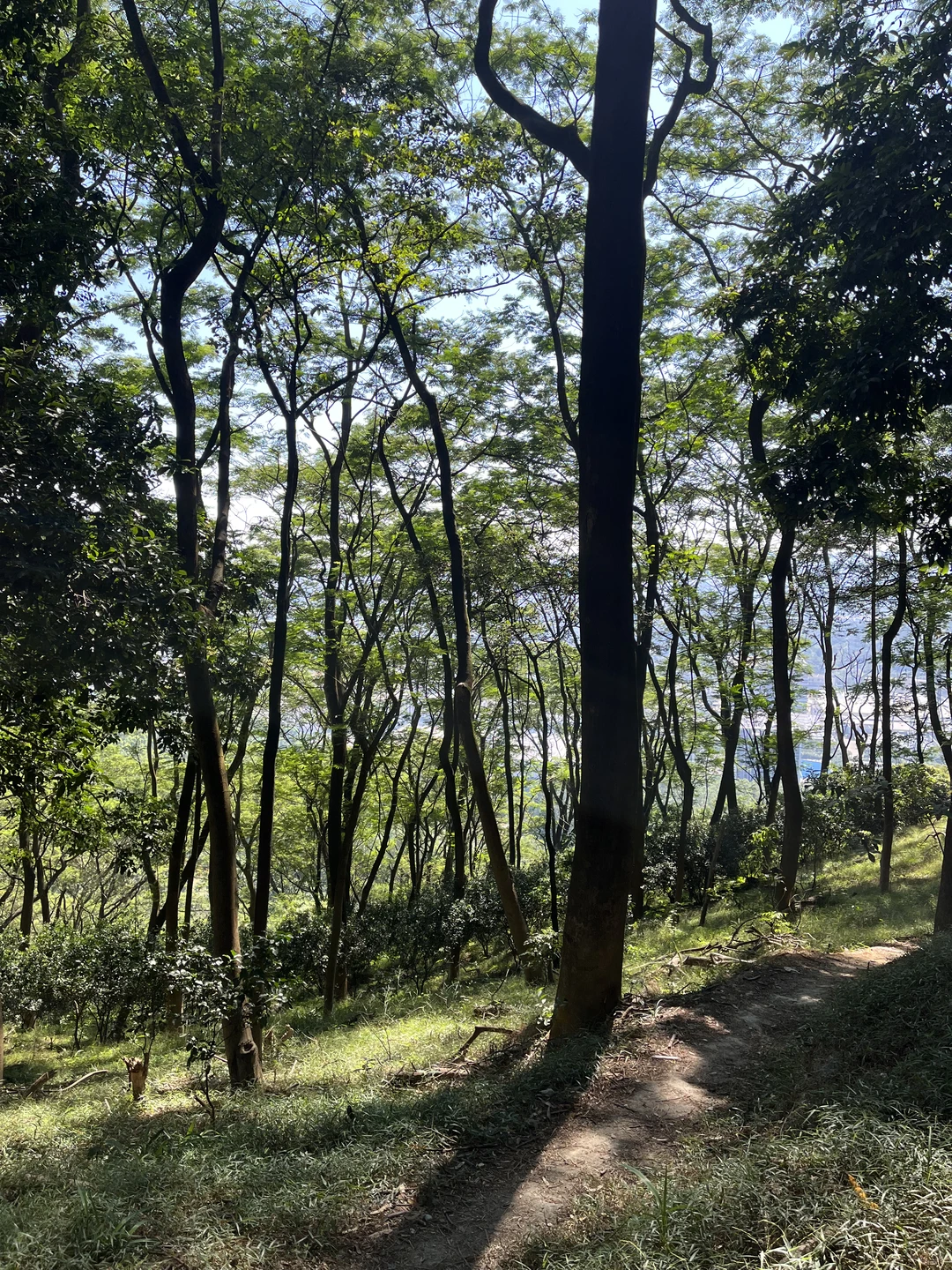 广州市区的“布罗莫”徒步！新手友好！