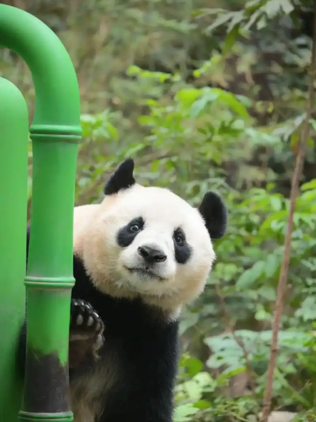 广州长隆！真的是国内动物园的天花板！