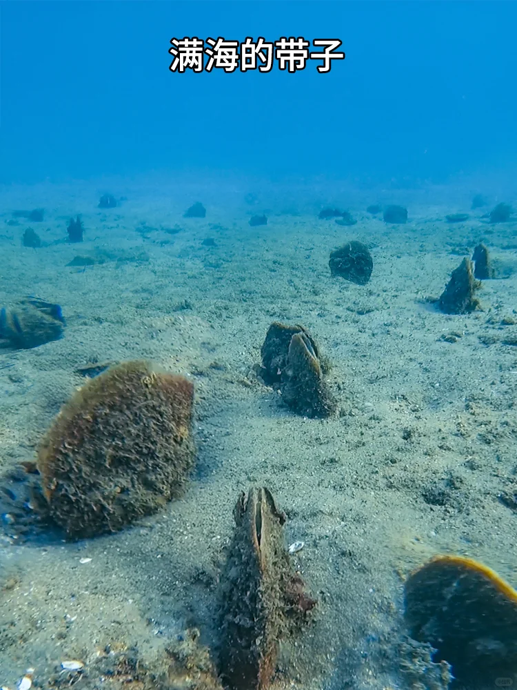 不去人挤人！深圳未开发秘境，超适合赶海！