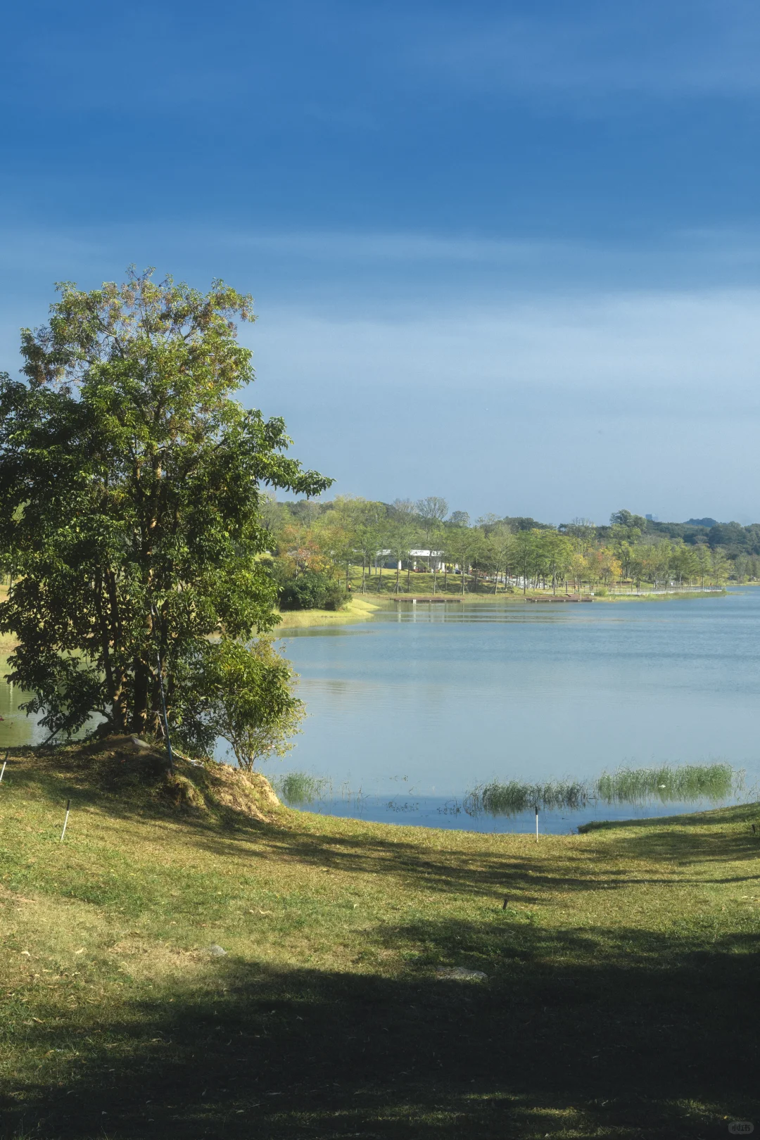 11.25拍｜深圳这周落羽杉迎来最佳观赏期