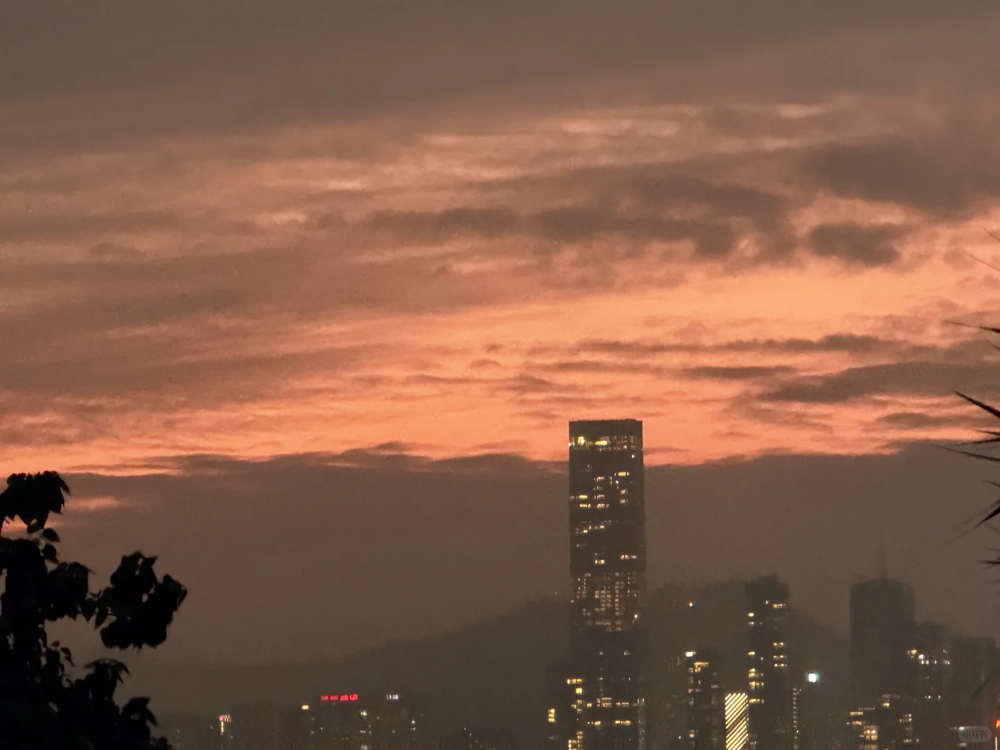 深圳湾真有你的