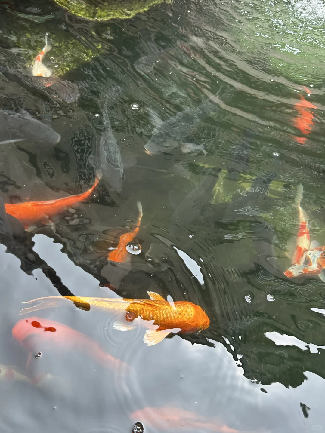 深圳这地方灵气太浓郁了，普通人都能感觉到