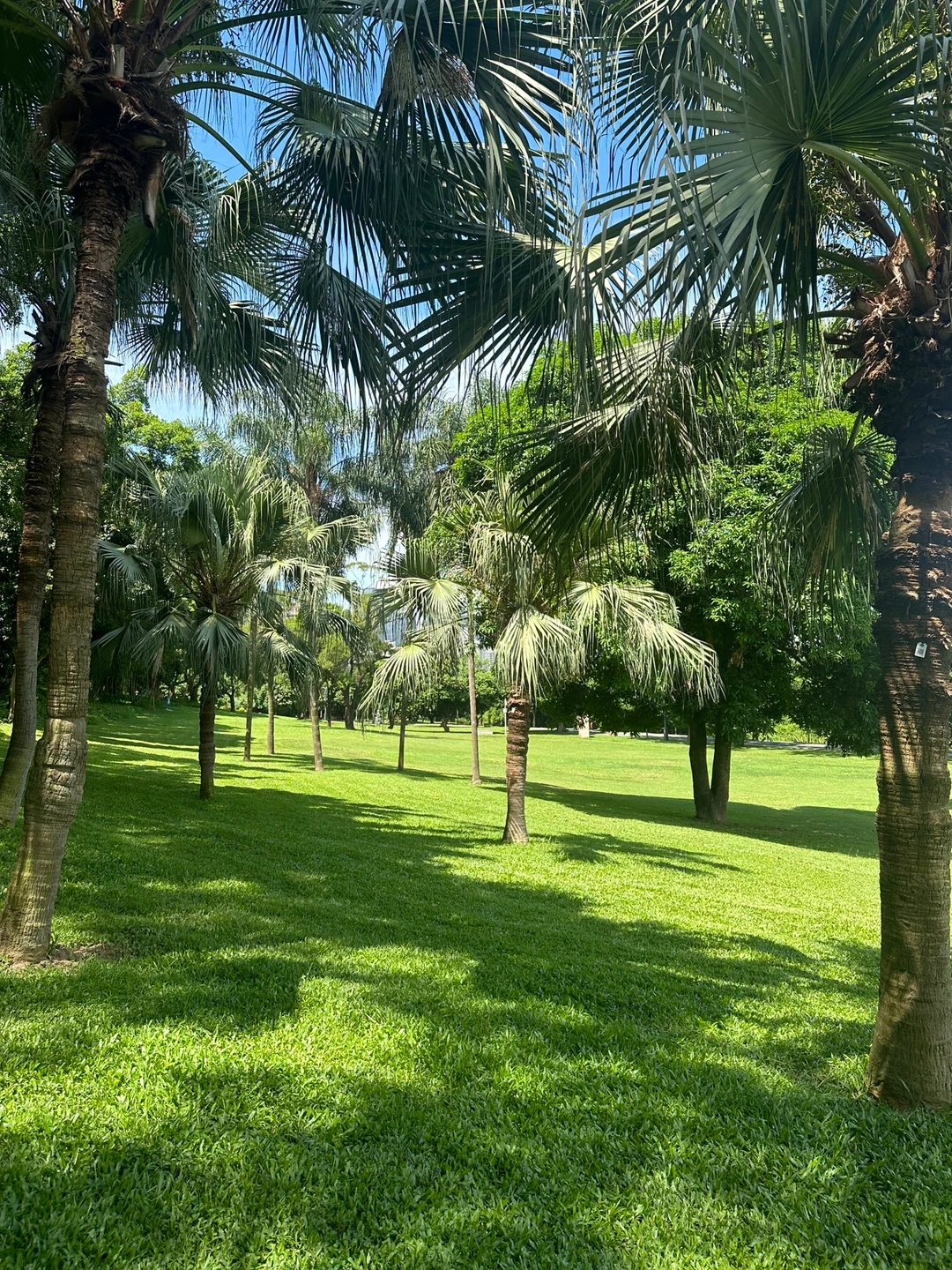 谁懂！真的好爱大深圳的晴天☀️