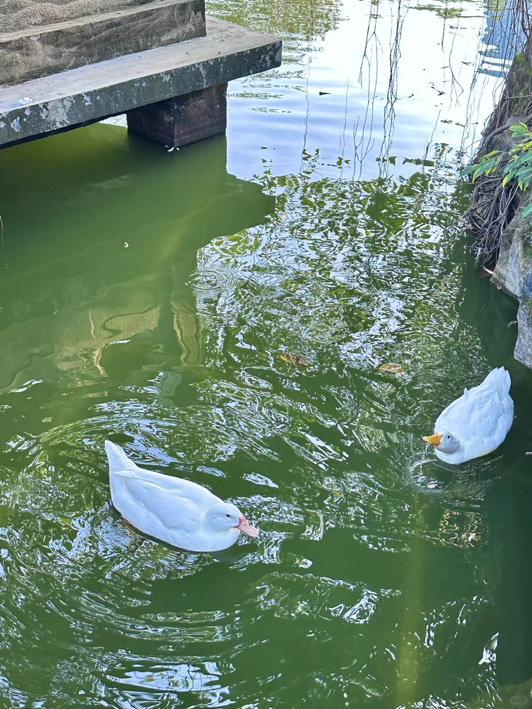 地铁直达🚇深圳99%都不知道的寺庙公园！！