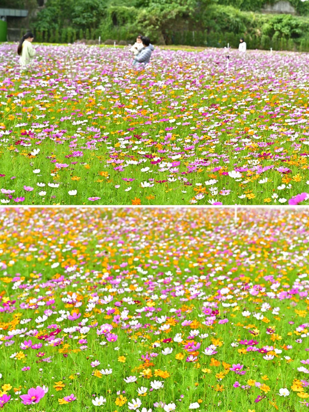 深圳最新打卡地🧡需预约、附攻略