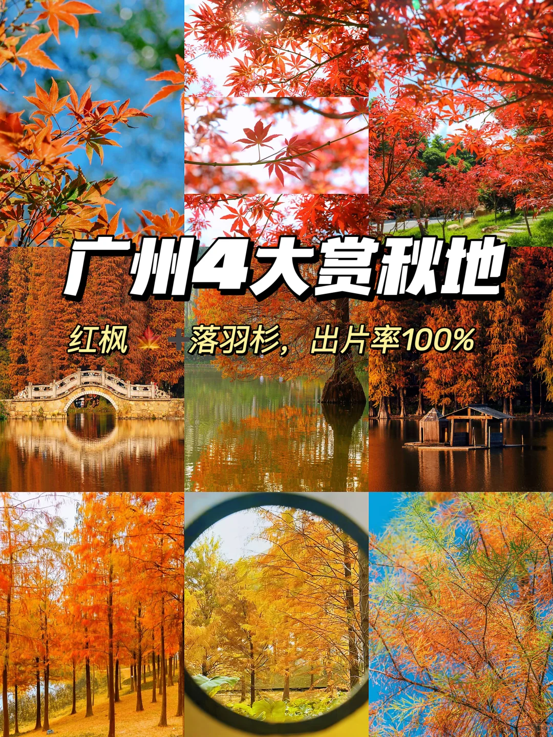 🍁广州秋日限定 | 四大赏秋地攻略