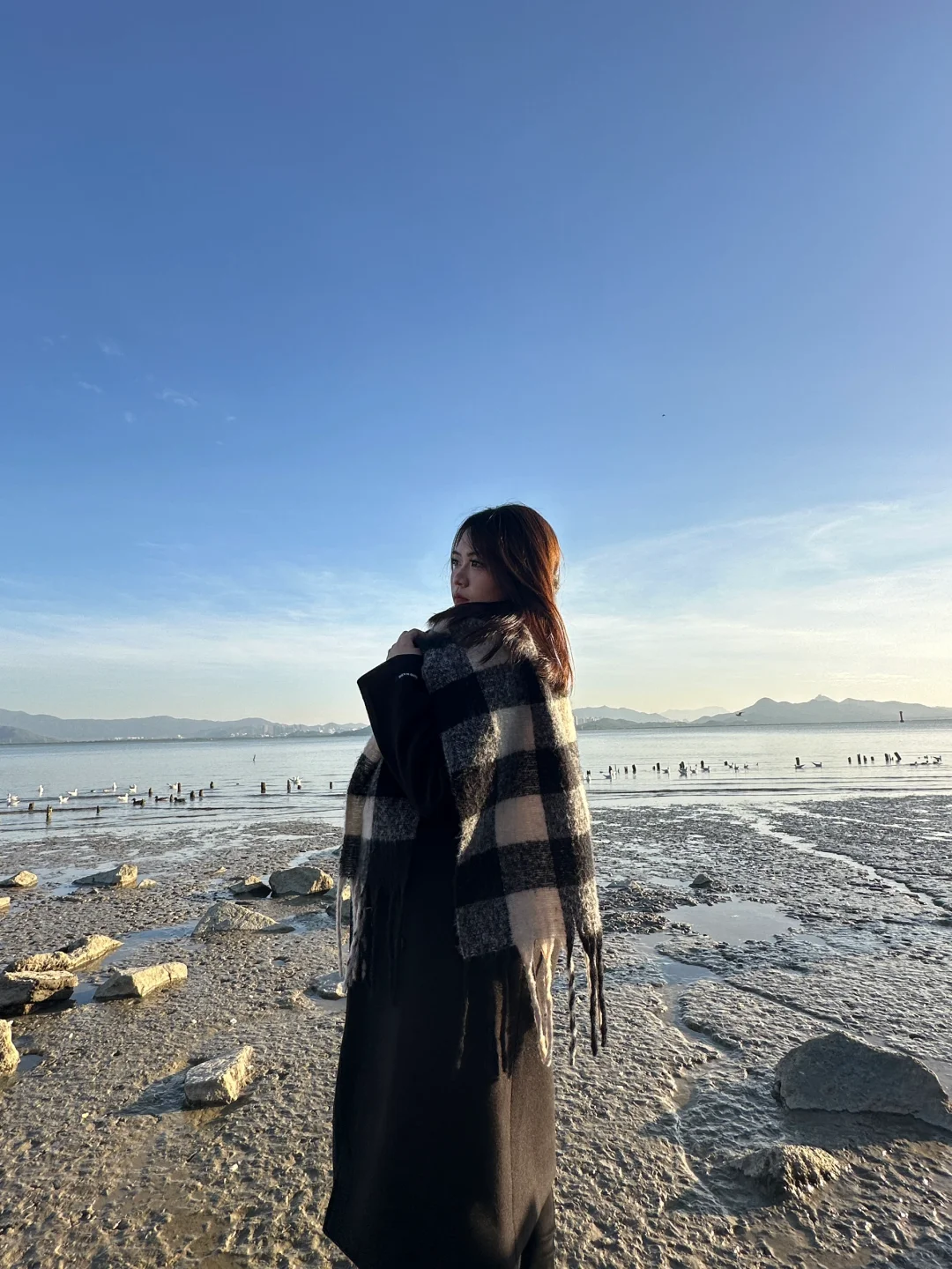 📍深圳湾公园 来看海鸥了