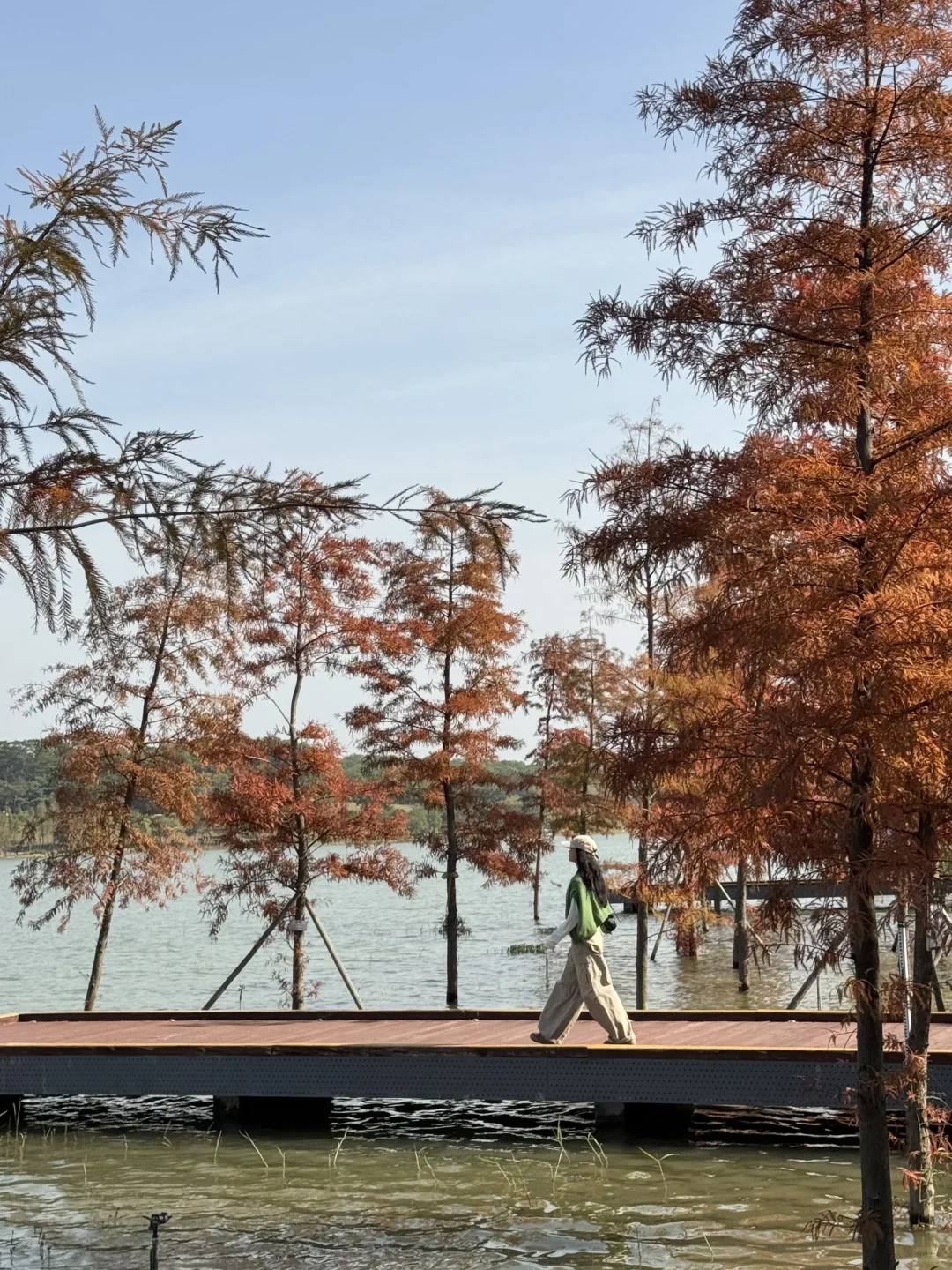 深圳实况｜新的湿地公园落羽杉已红🍁附机位