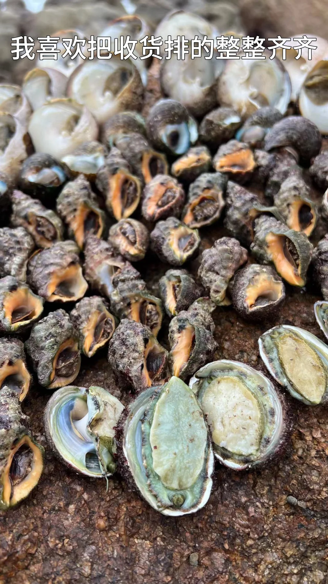 不去人挤人！深圳未开发秘境，超适合赶海！