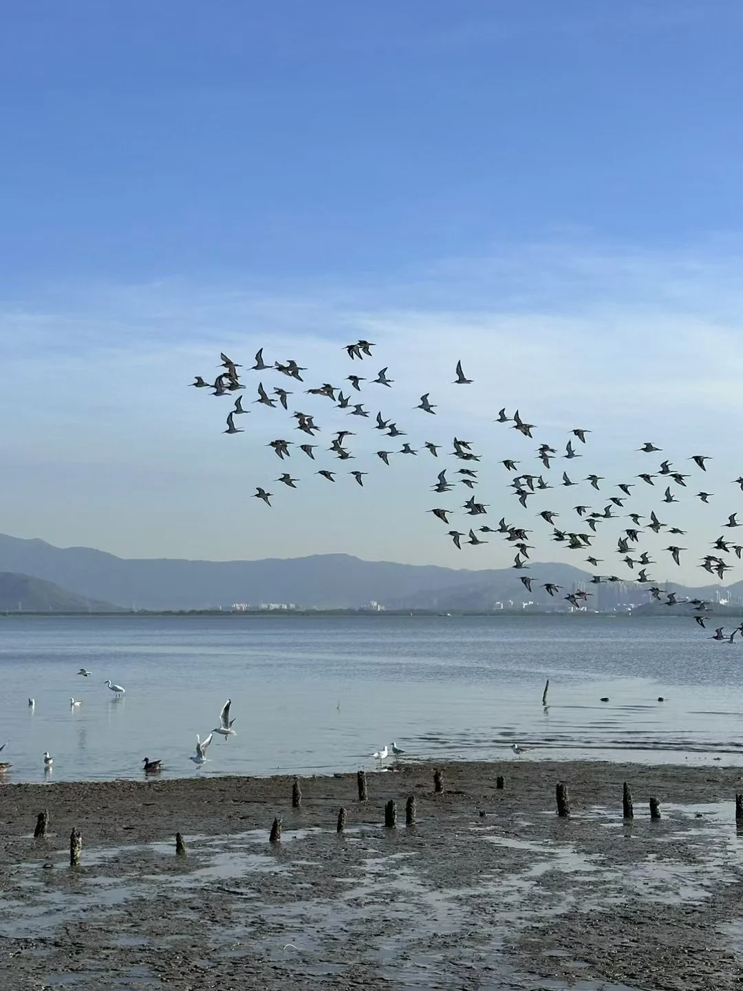 📍深圳湾公园 来看海鸥了