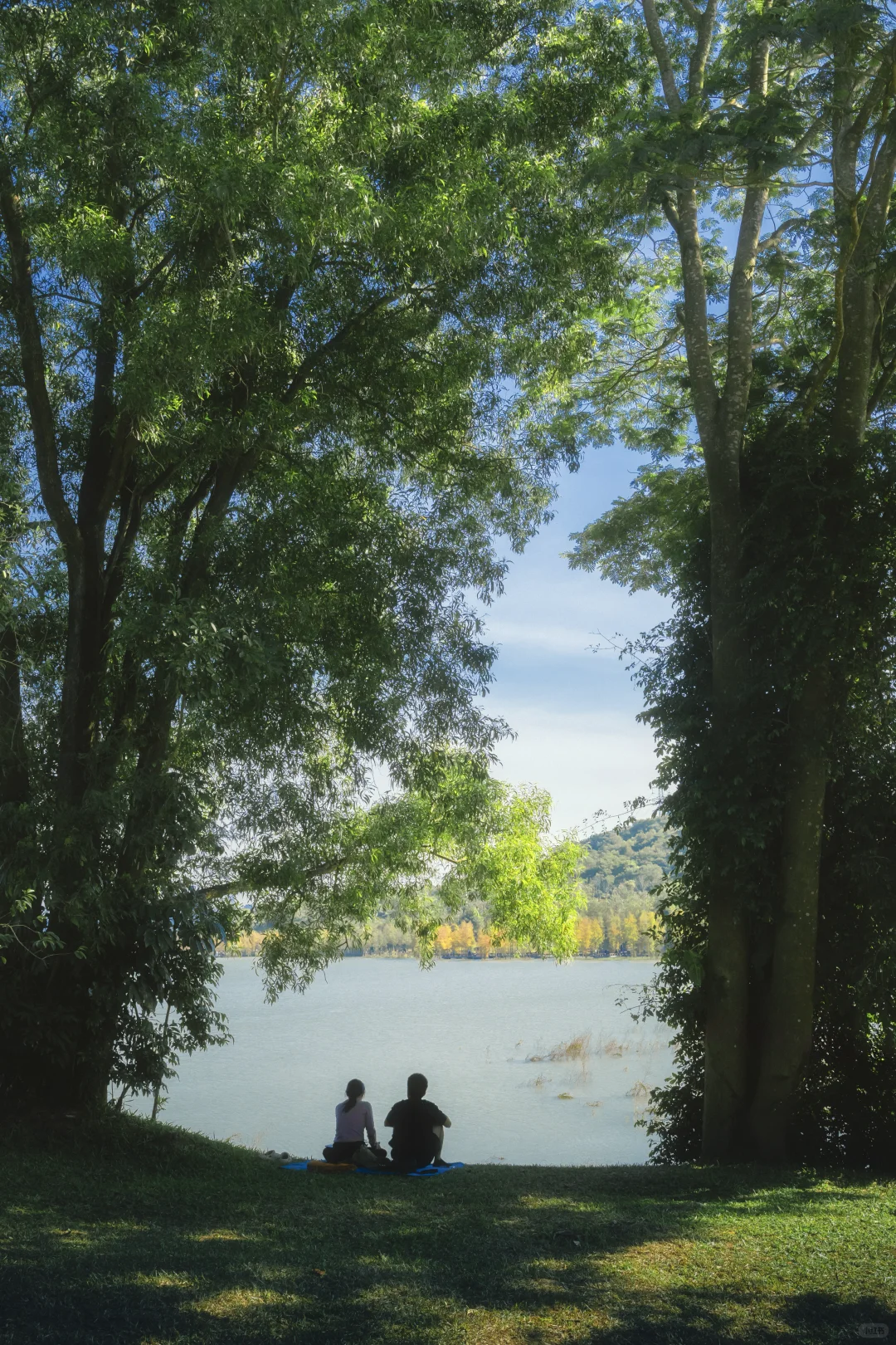 11.25拍｜深圳这周落羽杉迎来最佳观赏期