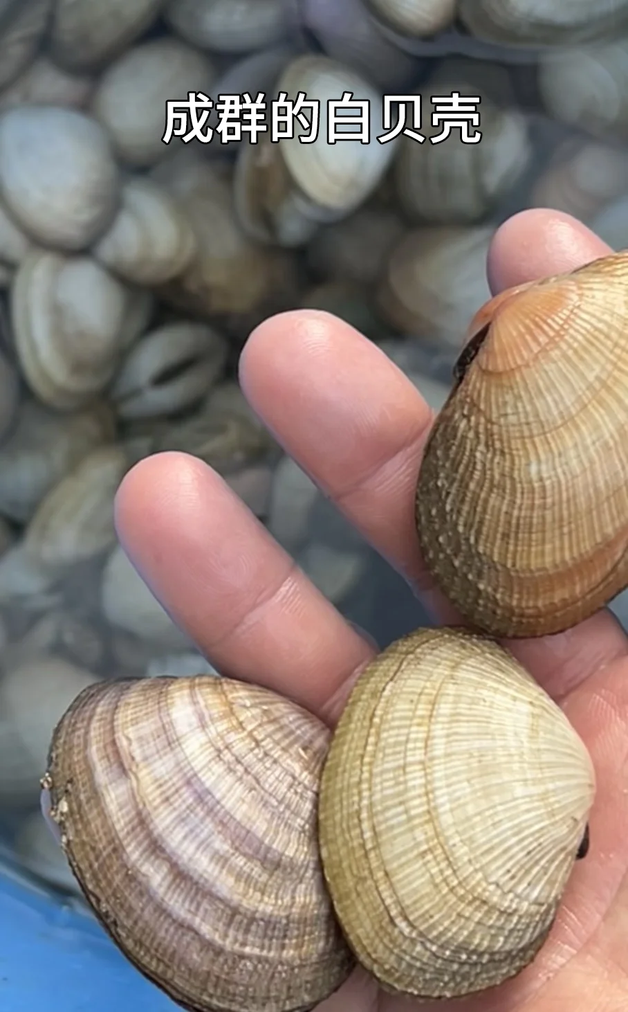 不去人挤人！深圳未开发秘境，超适合赶海！