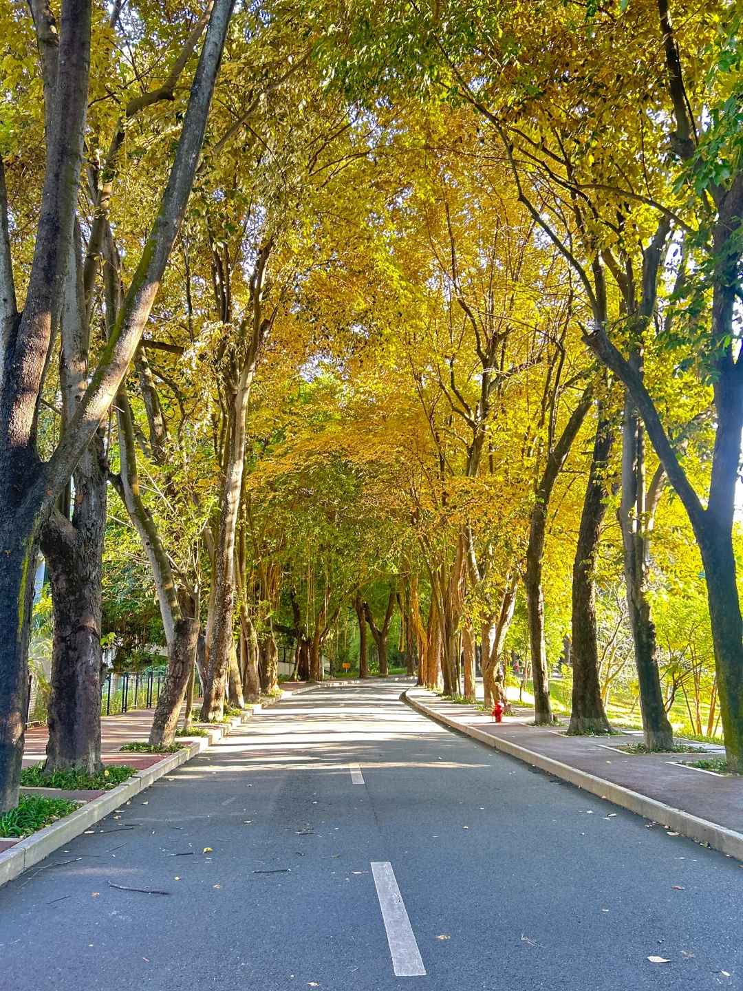 📍深圳大学粤海校区骑行