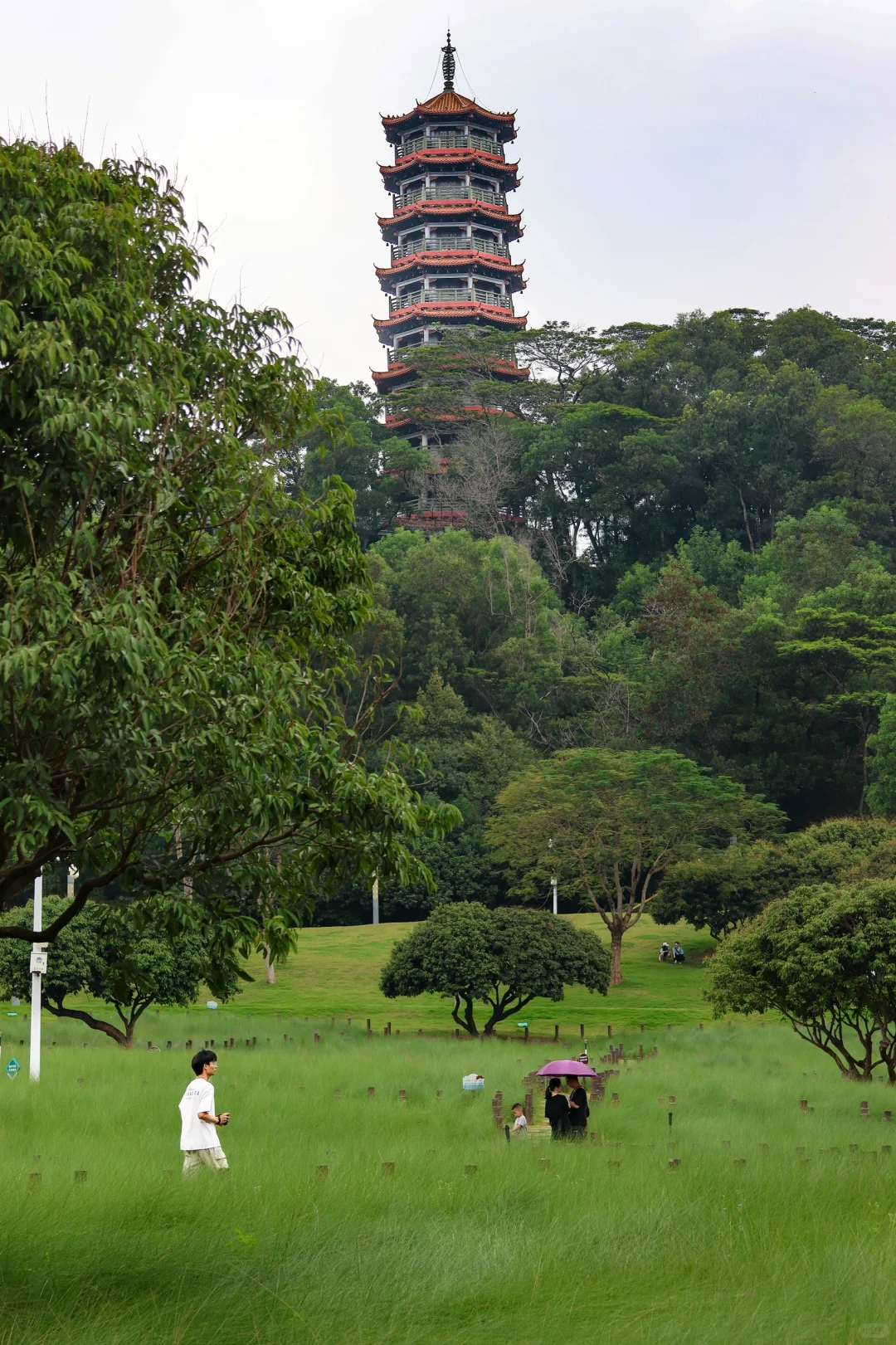 是谁允许深圳一个普通公园竟然这么美的….