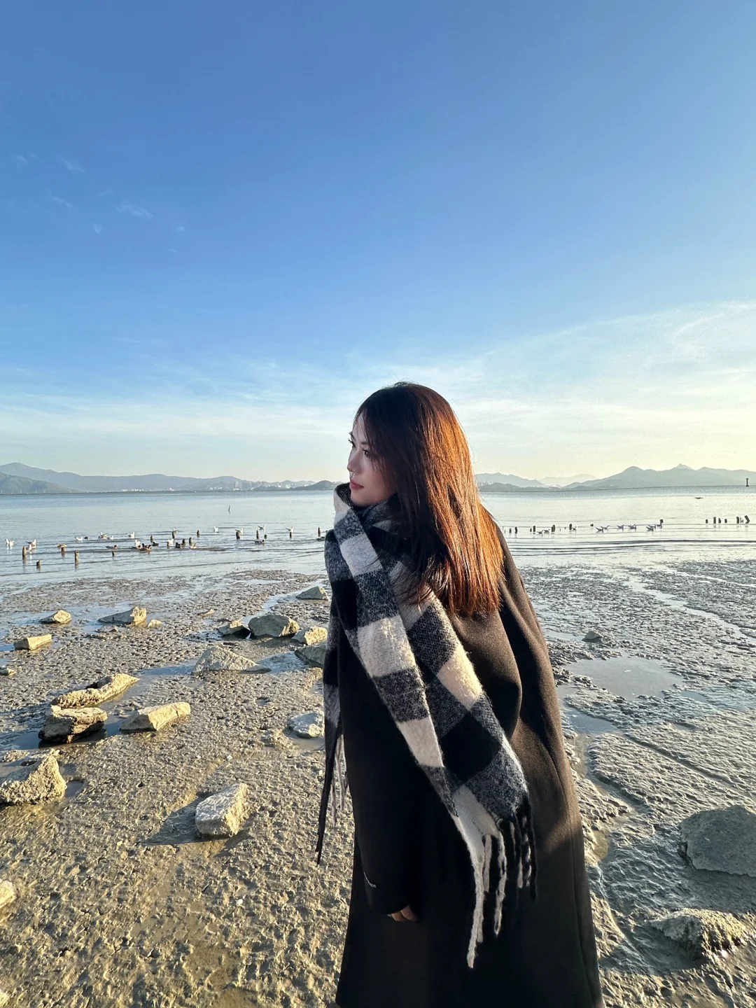 📍深圳湾公园 来看海鸥了