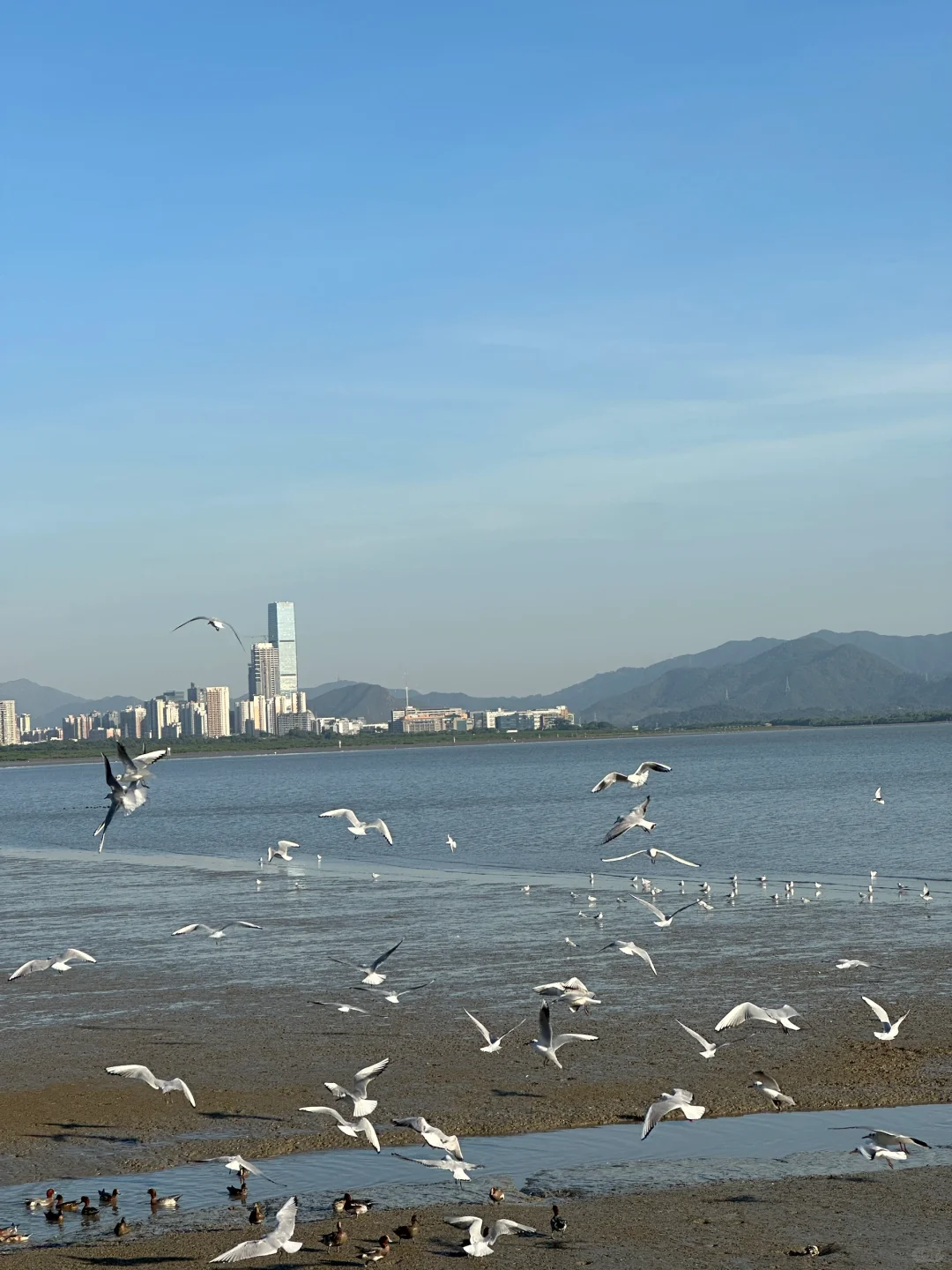📍深圳湾公园 来看海鸥了