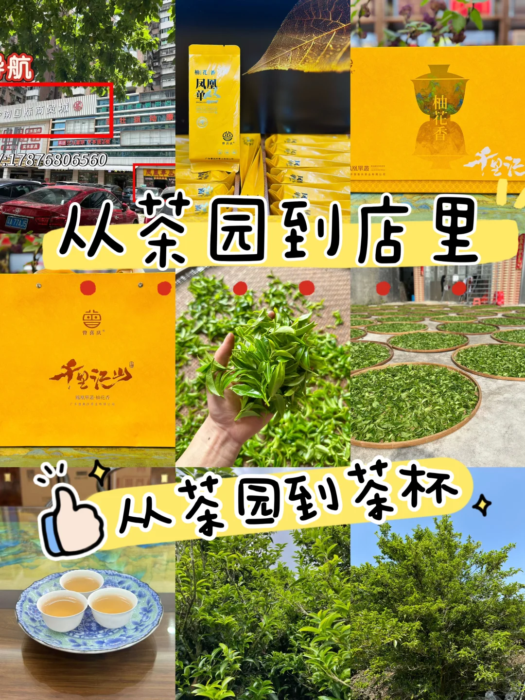 广州这家茶铺赏花喝茶还能追茶园源头