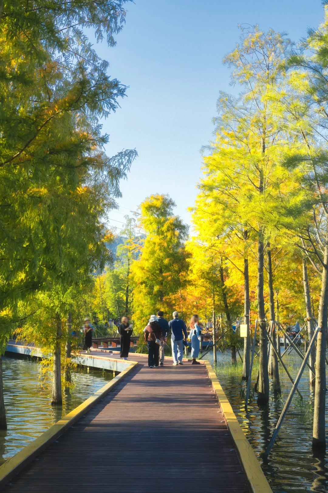 11.25拍｜深圳这周落羽杉迎来最佳观赏期