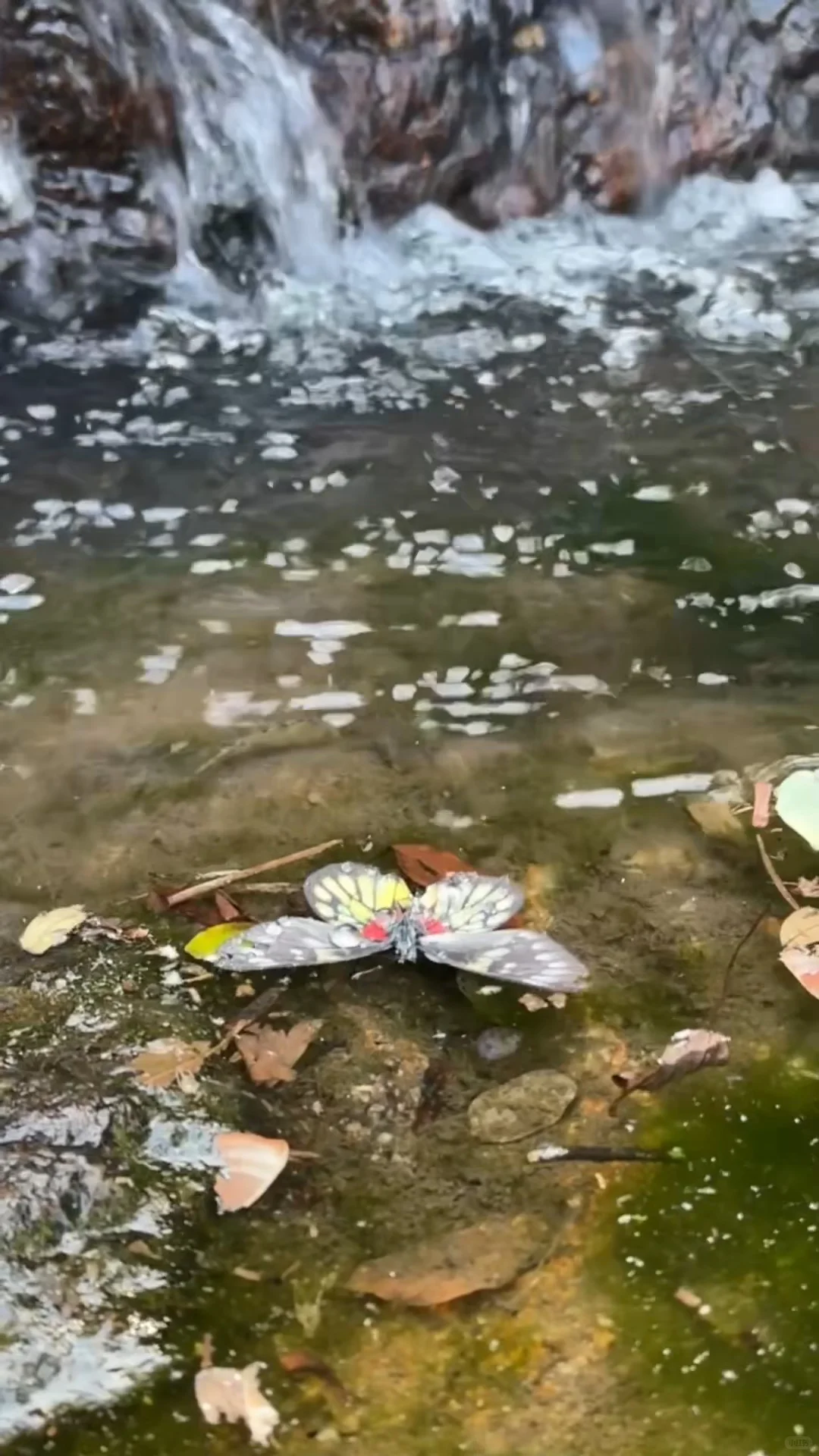 东莞大岭山森林公园｜超野朔溪路线