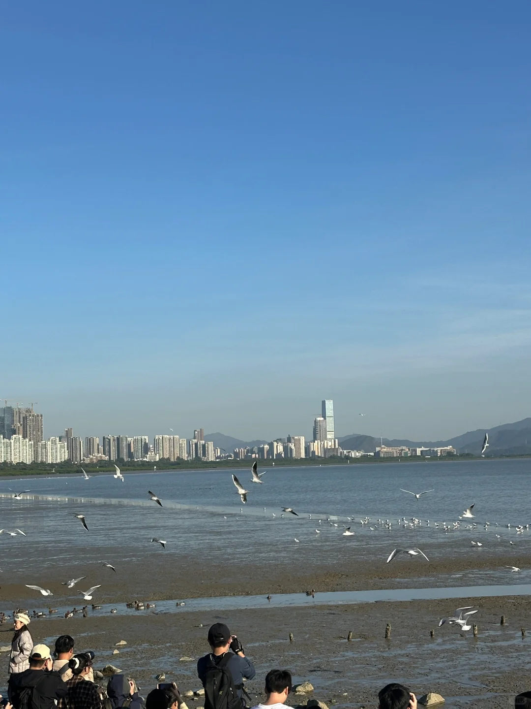 📍深圳湾公园 来看海鸥了