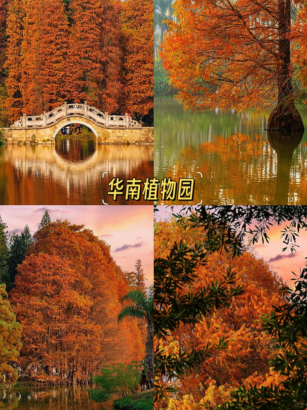 🍁广州秋日限定 | 四大赏秋地攻略