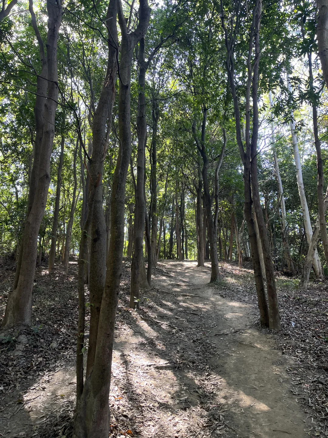 广州市区的“布罗莫”徒步！新手友好！