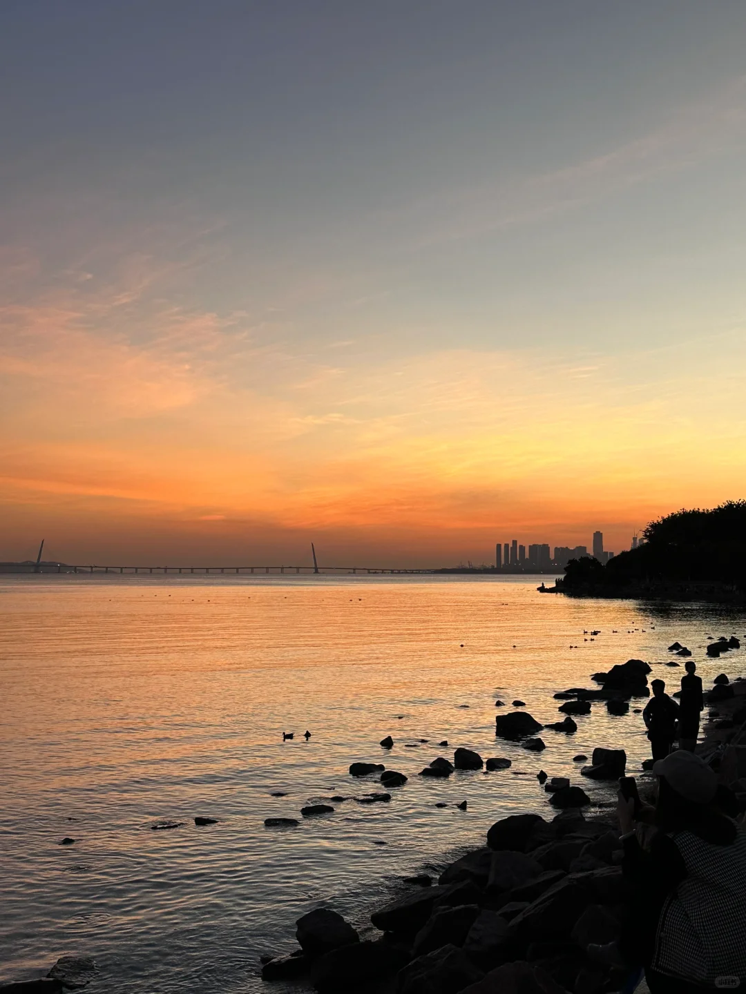 📍深圳湾公园 来看海鸥了
