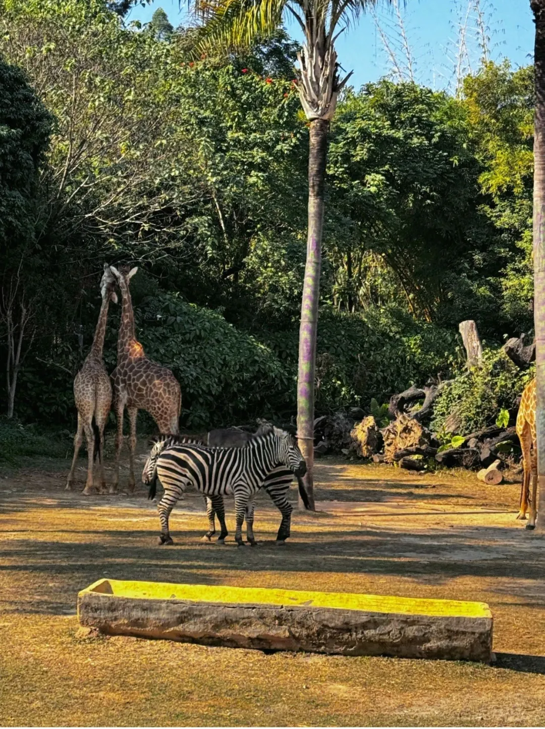 第一次去广州长隆必看！三大乐园怎么玩🦒