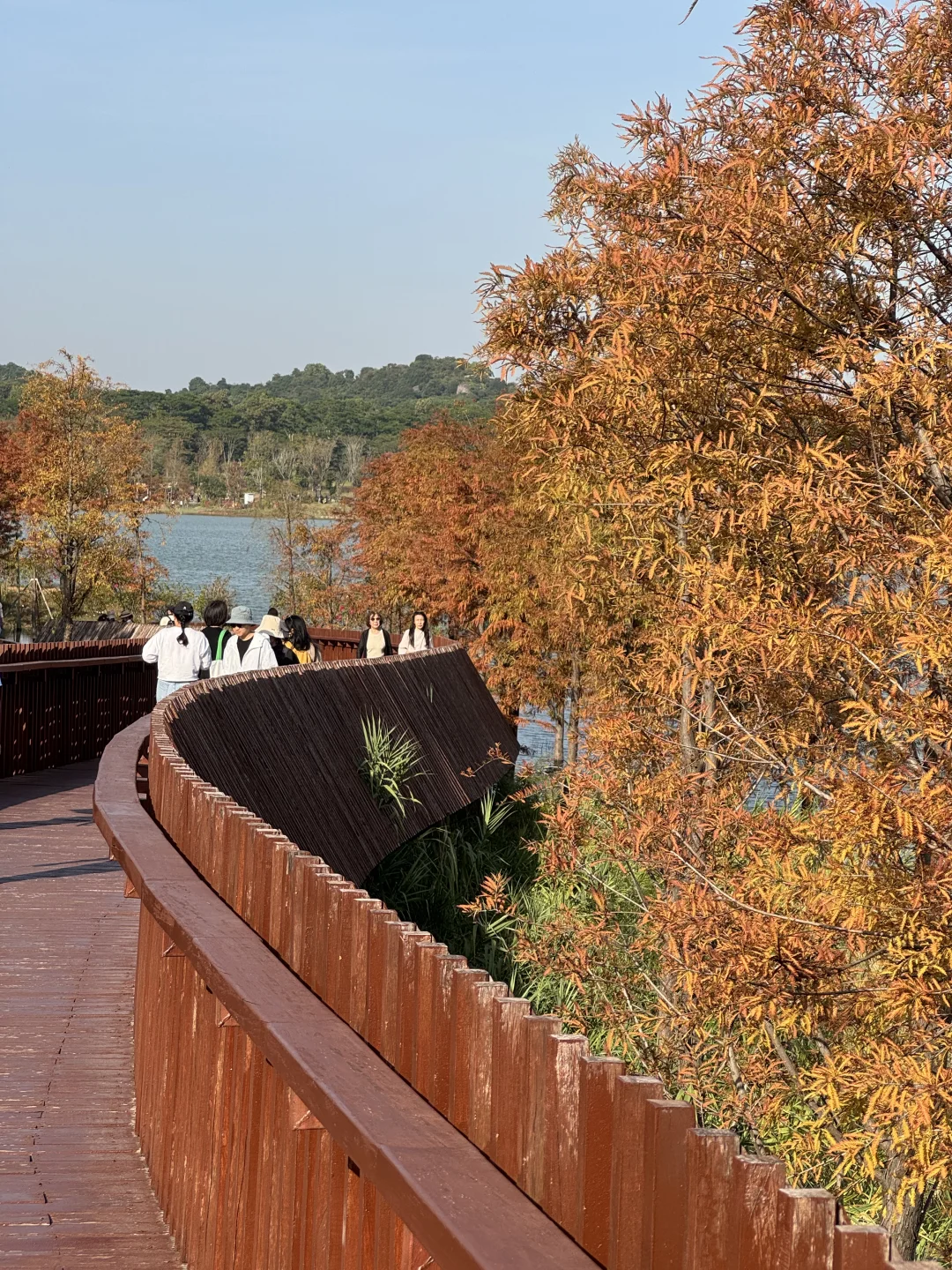 深圳实况｜新的湿地公园落羽杉已红🍁附机位