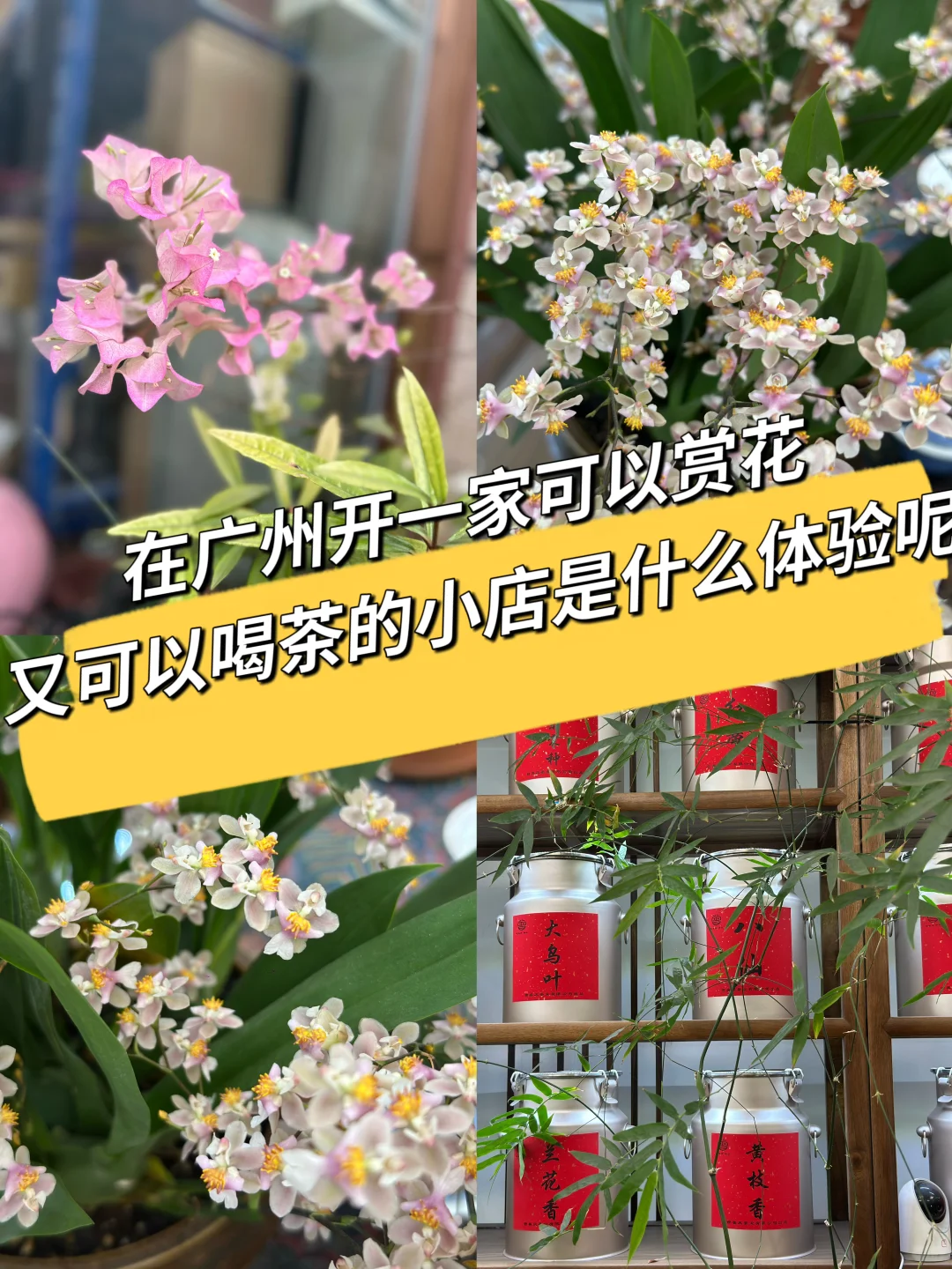 广州这家茶铺赏花喝茶还能追茶园源头