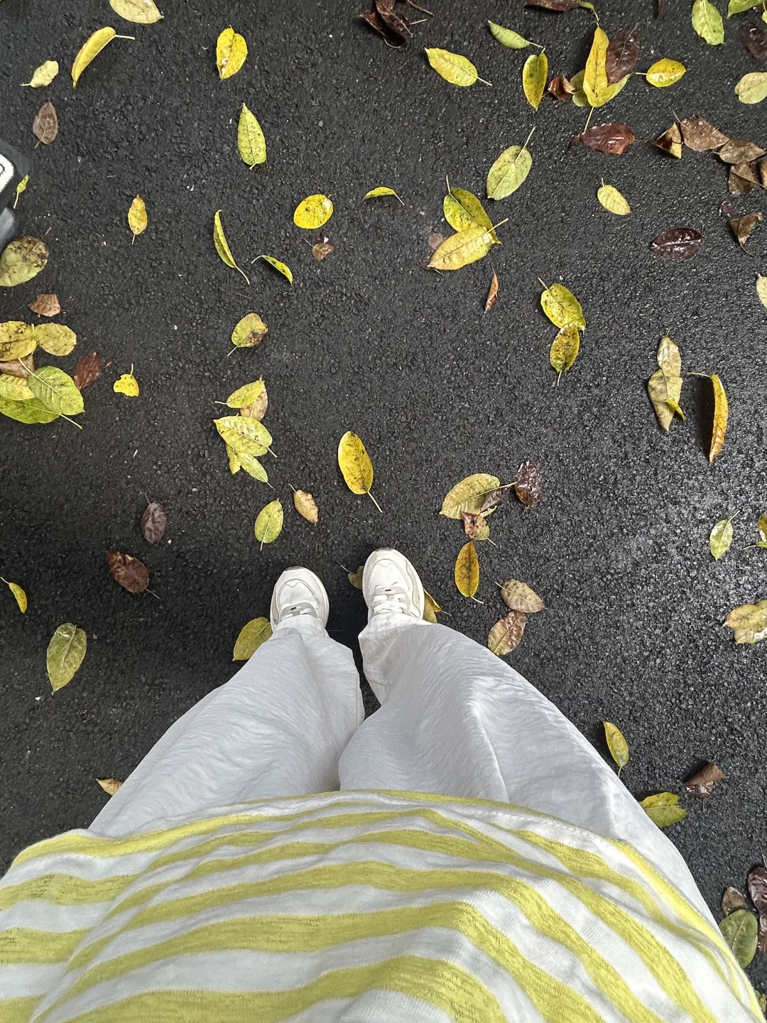 我是不会放弃在深圳寻找秋天的🍂